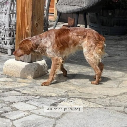 Photo de chien trouvé à Vazerac