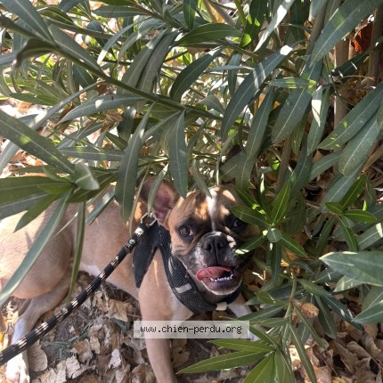 Photo de chien perdu à Marignane