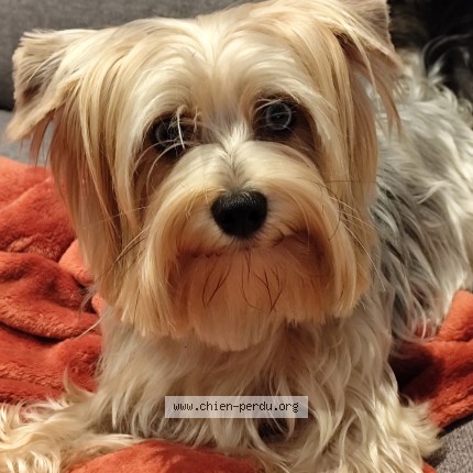 Photo de chien perdu à Cazes Mondenard