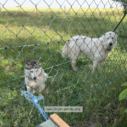 Photo 1/1 Chien retrouvé Perdu à Marsolan