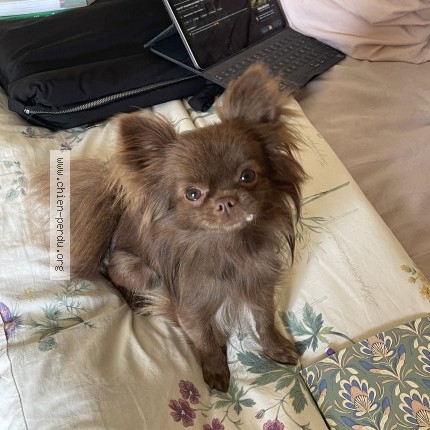 Photo 1/1 Chien retrouvé Perdu à Paris