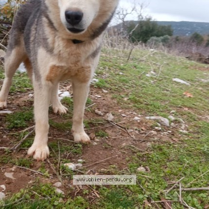 Photo 1/1 Chien retrouvé Perdu à Dieulefit