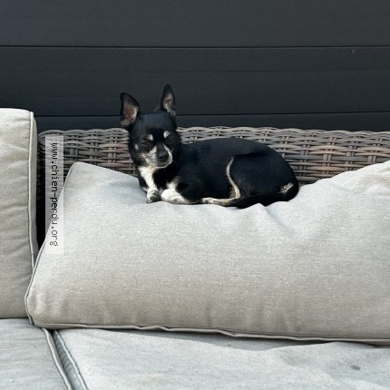 Photo 1/1 fifi Chien perdu à Geispolsheim