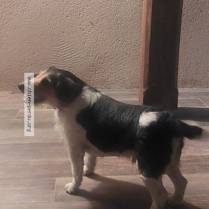 Photo 1/1 Chien trouvé Trouvé à Ardevon