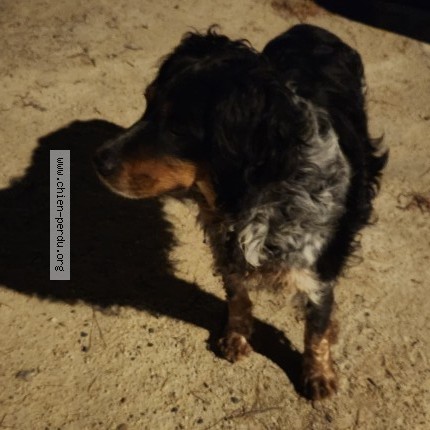 Photo de chien trouvé à Baillargues