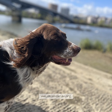 Photo 1/1 Marley Chien perdu à Saint Sebastien Sur Loire