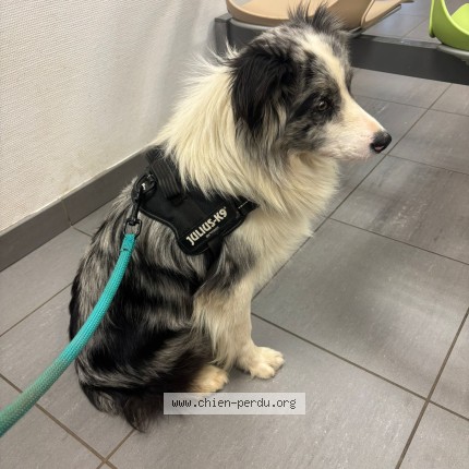 Photo de chien perdu à Sarcelles