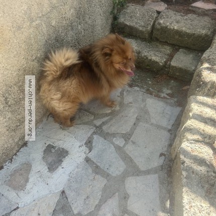 Photo de chien trouvé à Langlade