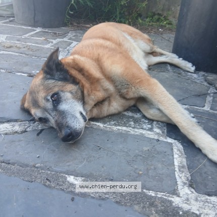 Photo de chien trouvé à Saint Girons
