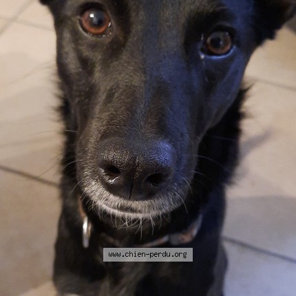 Photo 1/1 Chien retrouvé Perdu à Lyon