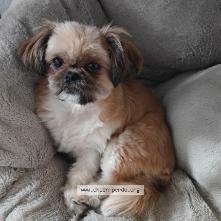 Photo de chien perdu à Wittenheim