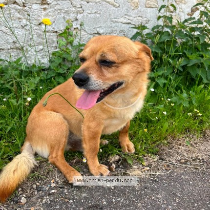 Photo de chien trouvé à Favrieux