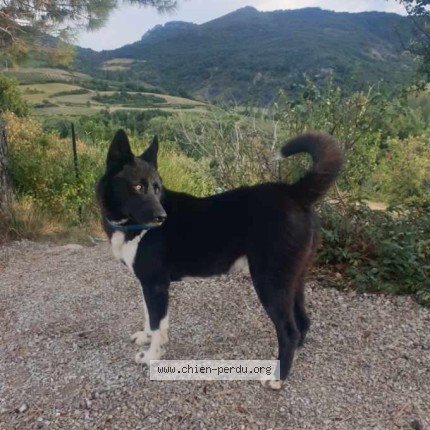 Photo de chien perdu à Sainte Jalle
