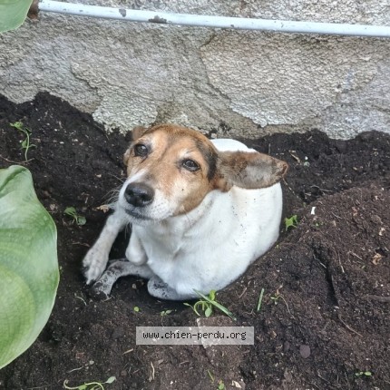 Photo 1/1 Chien retrouvé Perdu à Saint Cyr Sur Loire