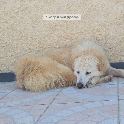 Photo de chien perdu à Miramont D Astarac