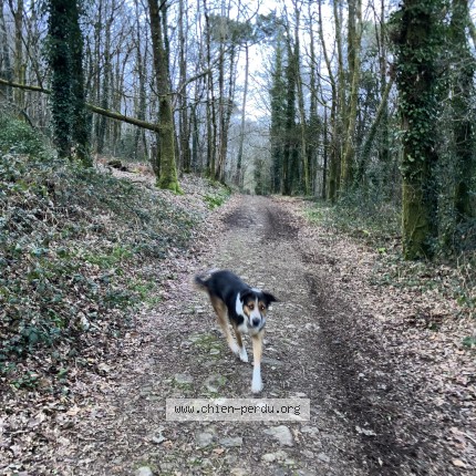 Photo de chien perdu à Trefflean