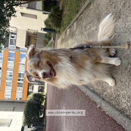 Photo de chien perdu à Lyon