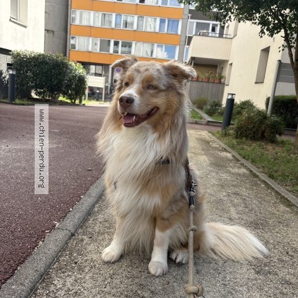 Photo 1/1 Chien retrouvé Perdu à Lyon