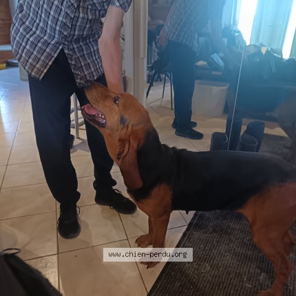 Photo de chien trouvé à Monclar De Quercy