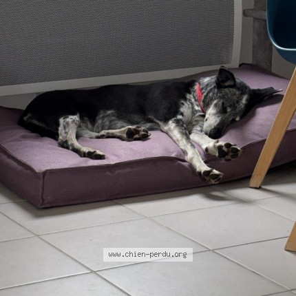 Photo 1/1 Chien retrouvé Perdu à Toulouse