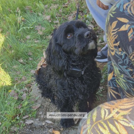 Photo 1/1 DESABRE Lucie Chien perdu à Cheniers