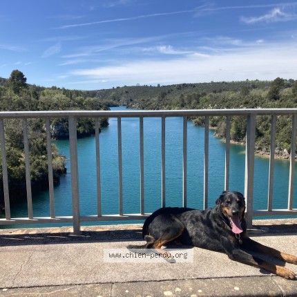 Photo 1/1 Chien retrouvé Perdu à Notre Dame De L Osier