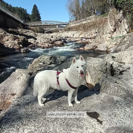 Photo de chien perdu à Aubenas