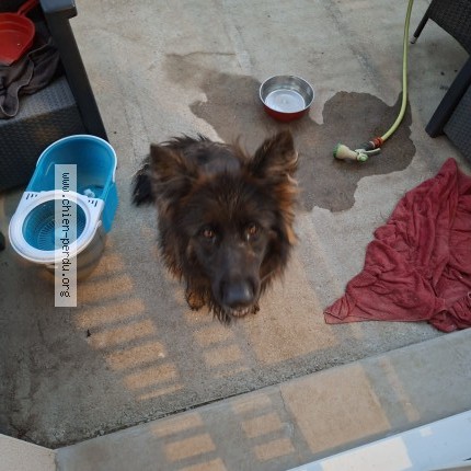 Photo de chien trouvé à Donges