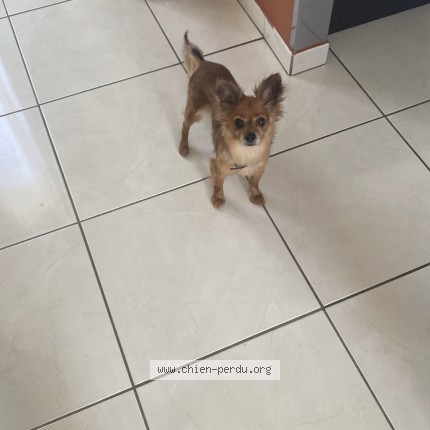 Photo de chien perdu à Sury Aux Bois