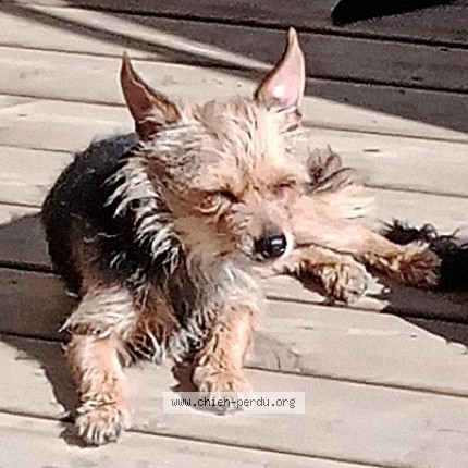 Photo de chien perdu à Mazet St Voy