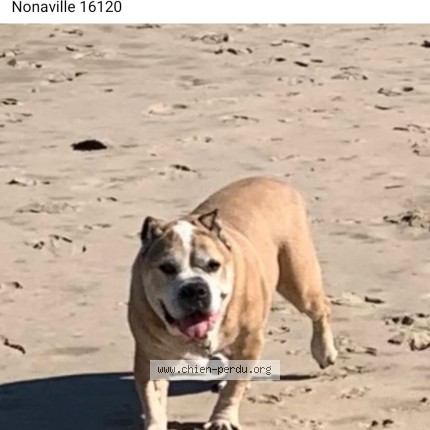 Photo 1/1 Buster Chien perdu à Nonaville