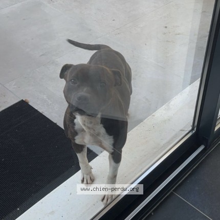 Photo de chien perdu à Toulouse