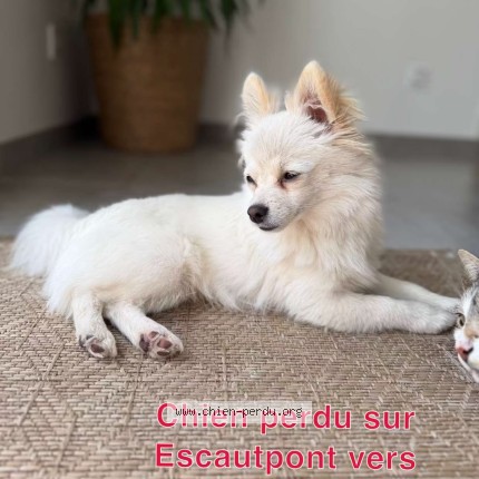 Photo 1/1 atlas Chien perdu à Escautpont