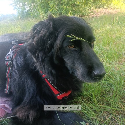 Photo de chien perdu à Saint Pierre D Albigny