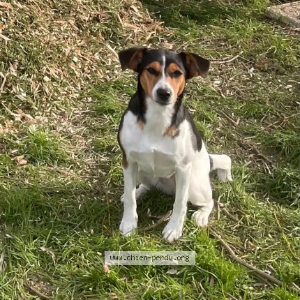 Photo 1/1 Chien retrouvé Perdu à La Chassagne
