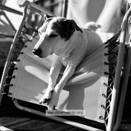 Photo 1/1 Cerise - Jack Russell Chien perdu à Paris