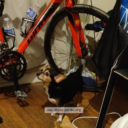 Photo 1/1 Luna Chien perdu à Paris
