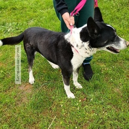 Photo 1/1 Chien retrouvé Perdu à Montescourt Lizerolles