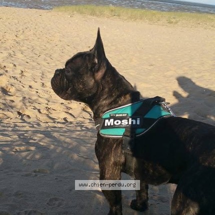 Photo 1/1 muschi Chien perdu à Noisy Le Grand
