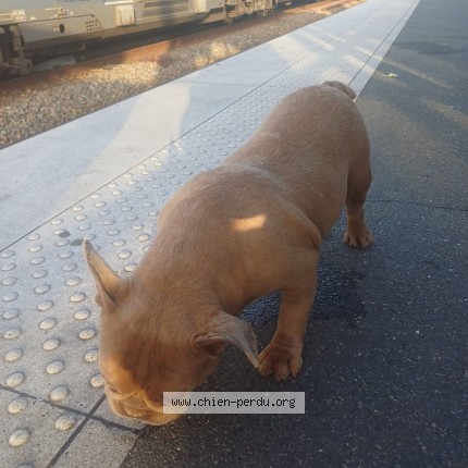 Photo 1/1 Chien trouvé Trouvé à Ligros Noyer Saint Prix