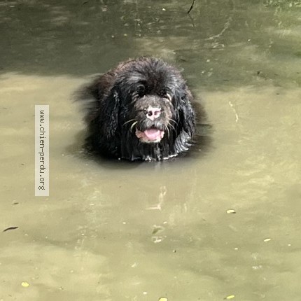 Photo 1/1 lokness Chien perdu à Verdun Ciel