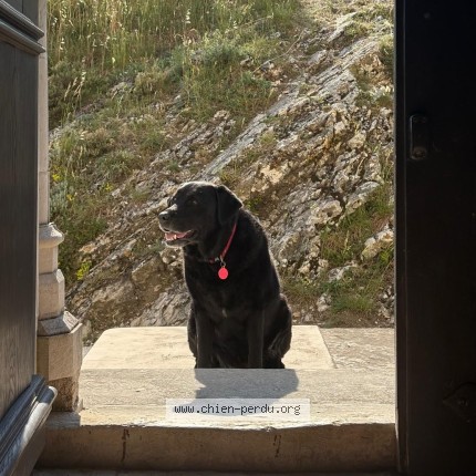 Photo de chien perdu à Dieulefit