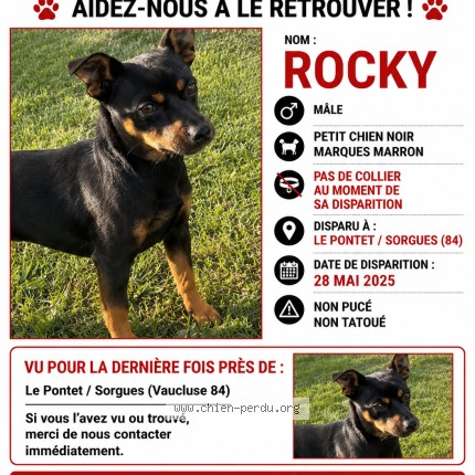 Photo de chien perdu à Le Pontet