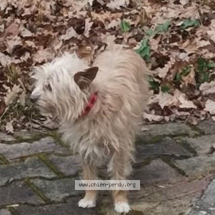 Photo de chien perdu à Massac Seran