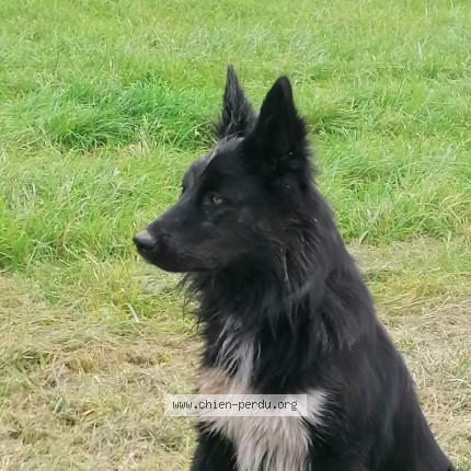 Photo de chien retrouvé à Gye Sur Seine