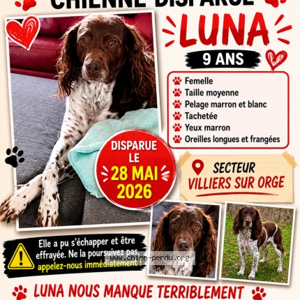 Photo 1/1 luna Chien perdu à Villiers Sur Orge