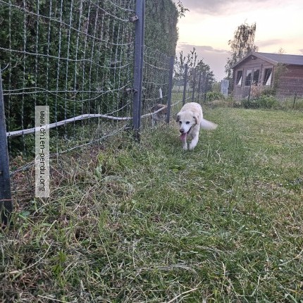 Photo 1/1 Chien trouvé Trouvé à Racquinghem