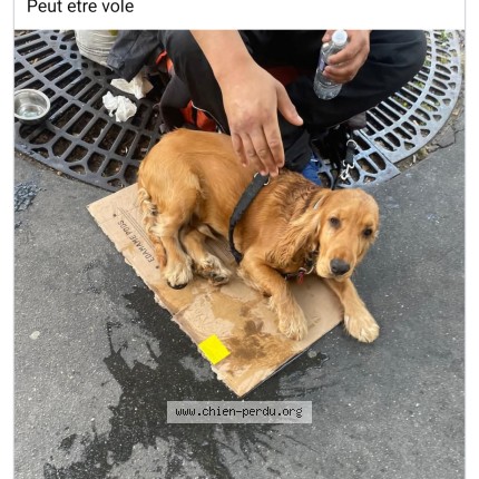 Photo 1/1 Chien trouvé Trouvé à Paris