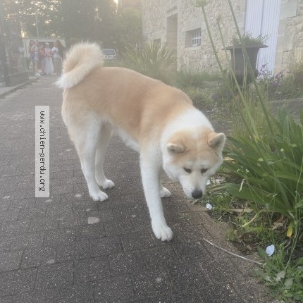 Photo 1/1 Chien trouvé Trouvé à Fargues Saint Hilaire