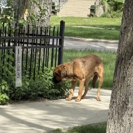 Photo 1/1 Chien trouvé Trouvé à Winnipeg